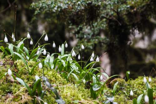 Spring Snowdrops Flower Nature White Bloom