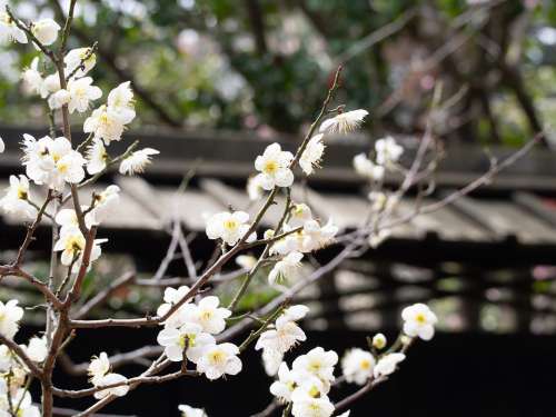 Spring Plum Flowers Plum Blossoms White Natural