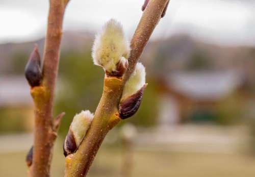 Spring Verba Nature Kidney Willow Branch