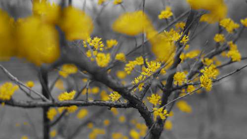 Spring Yellow Flowers Trees Black Eggplant