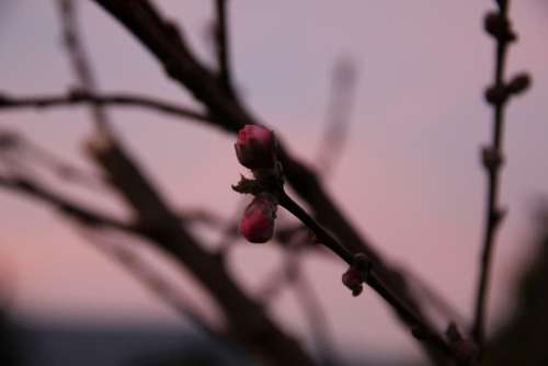 Spring Twilight Evening Pink Bud