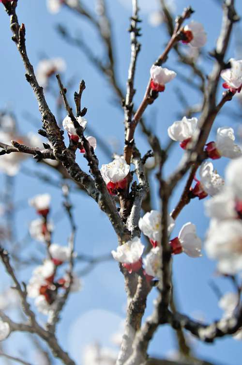 Spring Cherry Blossom Bloom White Flower Branch