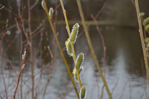 Spring Buds Natural Flowers Branch Blooming