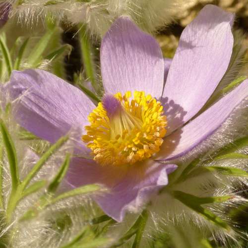Spring Garden Purple Anemone Pistil Flower