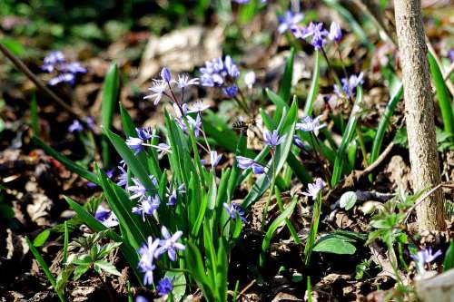 Spring Bee Wild Hyacinth Insect Nature