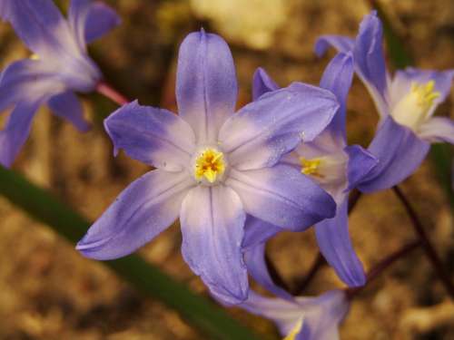 Spring Star Blue Early Bloomer Nature Plant