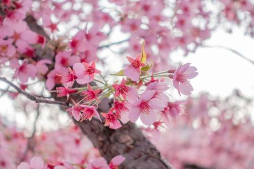 Spring Blossom Bloom Tree Nature Bud Pink