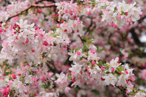 Spring Bloom Blossom Cherry