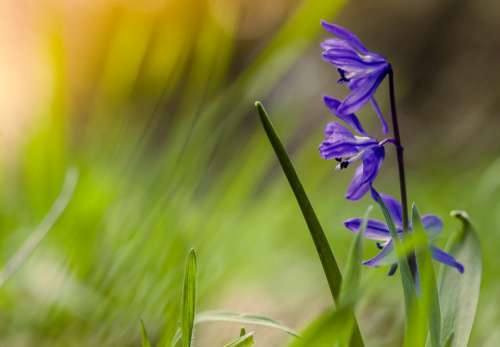 Spring Flowers Blue Ringtones Colorful Meadow