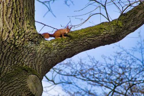 Squirrel Tree Nature Curious