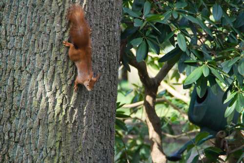 Squirrel Tree Nature Forest Animal