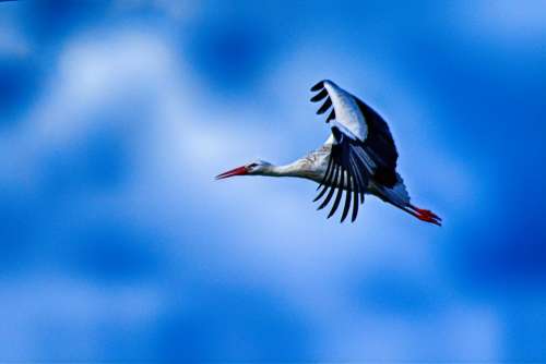 Stork Flying Elegant Pride Beautiful Wing Feather