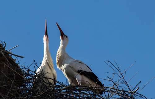 Stork Storks Bird Birds Animal Animal World