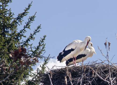 Storks Migrating Birds Arrival Of Spring Bird
