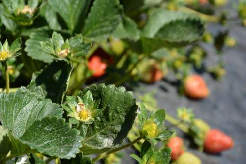 Strawberry Planting Harvest Field