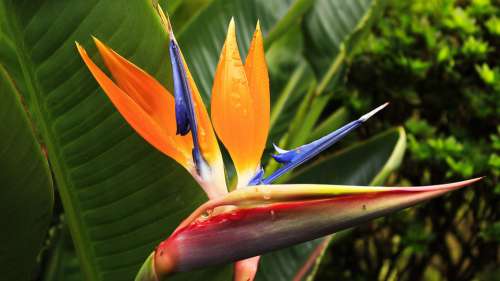 Strelitzia Tailed Exotic Flower Drops Of Water