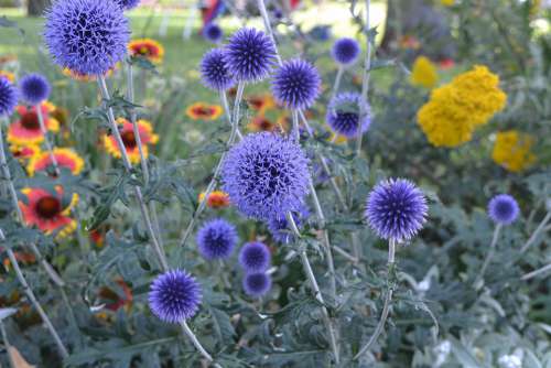 Summer Flowers Purple Nature Spring Blossom Bloom