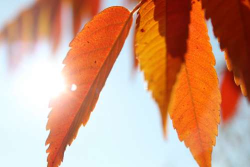 Sunbeam Leaves Tree Forest Nature Autumn
