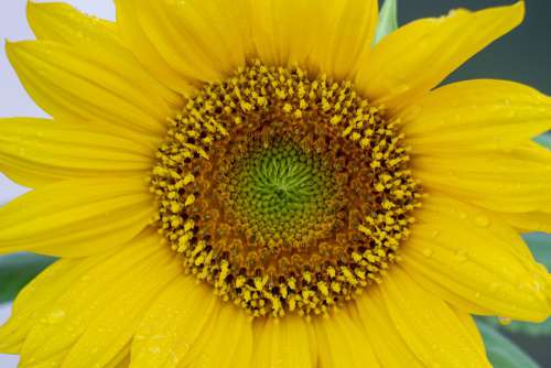 Sunflower Yellow Flower Bright Summer Green Plant