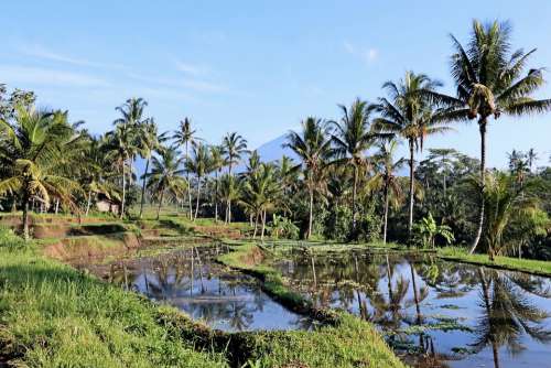 Sunrise Rice Field Palm Trees Java
