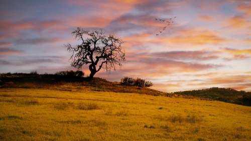 Sunset Cloud Warm Hillside Grassland Tree