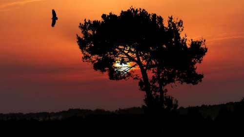 Sunset Nature Landscape Evening Sky Orange Trees