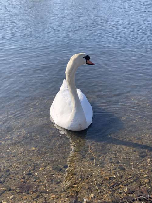 Swan Lake Bird Nature Water Animal Wildlife