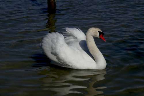 Swan Animals Water Bird Animal Fauna Elegant