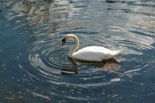 Swan Swans Nature Fauna Birds Bird Aquatic