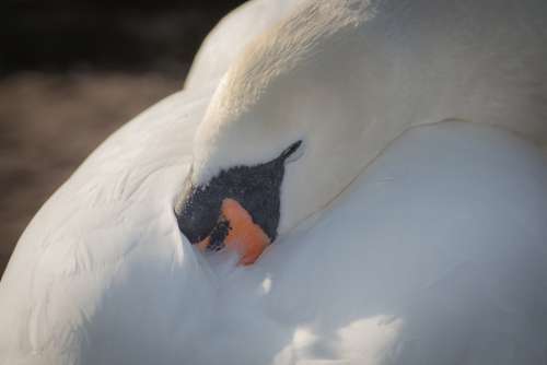 Swan Bird Water Bird Plumage Sleep Close Up Head