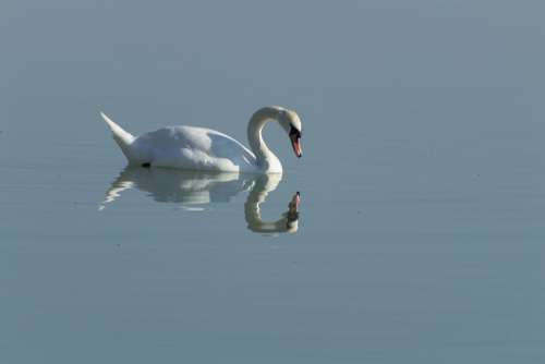 Swan Cam Bird White Lake Swim Pride Plumage