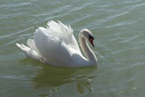 Swan Cam Bird White Lake Swim Elegant Plumage