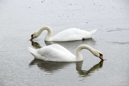 Swan Bird White Lake Animal Beautiful Nature