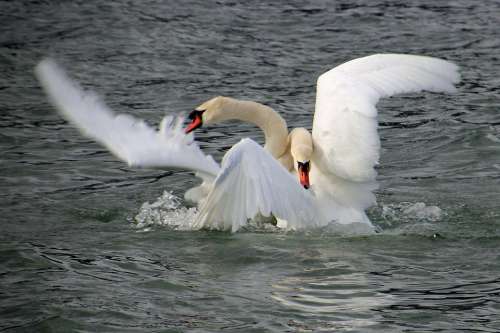Swan Fight Fight Swan Swans Lake Winner Loser