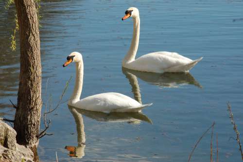 Swans Swan Animal Bird Nature Birds