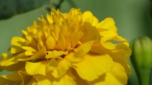 Tagete Flower Nature Yellow Garden Flora Colorful