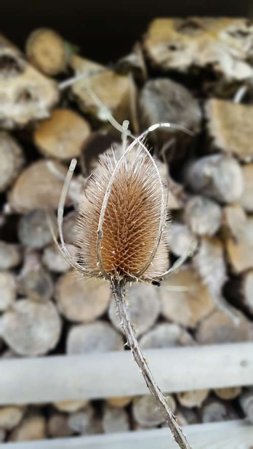 Teasle Wood Autumn Nature Forest Tree Brown