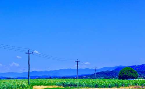 Telegraph Line Sugarcane Farmland Field