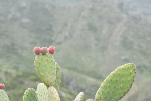 Tenerife Cactus Prickly Cactus Greenhouse Plant