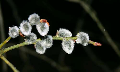The Basis Of Early Spring Willow Sprig