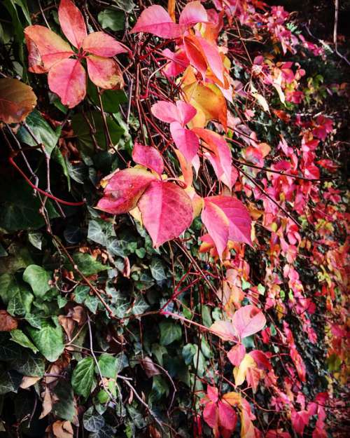 The Leaves Are Leaves Ivy Natural Pattern Nature