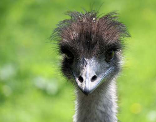 The Ostrich Head Bird Fluff Eyes Beak Portrait