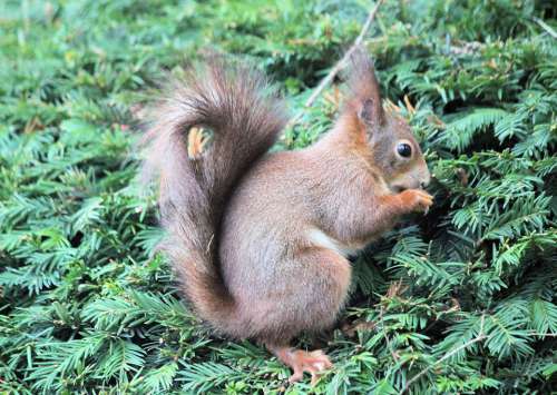 The Squirrel Rodent Mammal Animal Tail Tis Nut