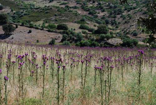 Thistle Field Corsica Loneliness Rest Nature