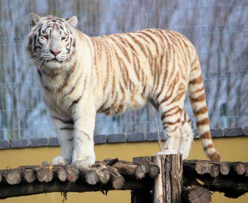 Tiger White Indian Beast Mammal Animal Feline