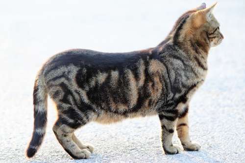 Tiger Cat Pet Cute Domestic Nature Outdoor