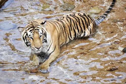Tigers Wildcats Animals Predator Zoo Mammal