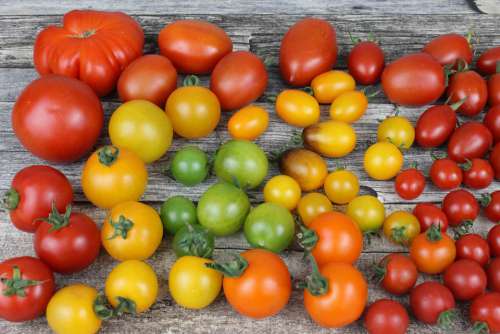 Tomato Tomatoes Diversity Old Varieties Vegetables