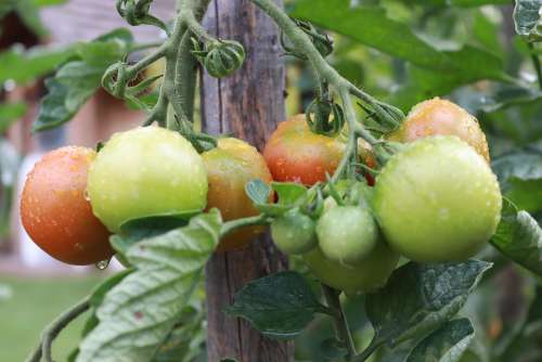 Tomato Red Food Eat Fresh Vegetables Bio Garden