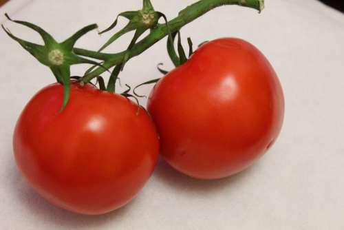 Tomatoes Tomato Red Nutrition Vegetables Food